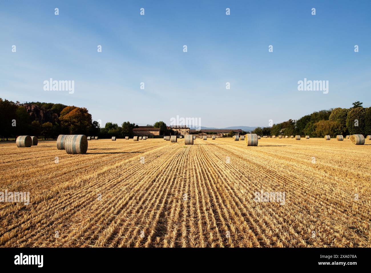 Balle di fieno in terreni agricoli, pittoresco paesaggio agricolo, tranquillità rurale Foto Stock