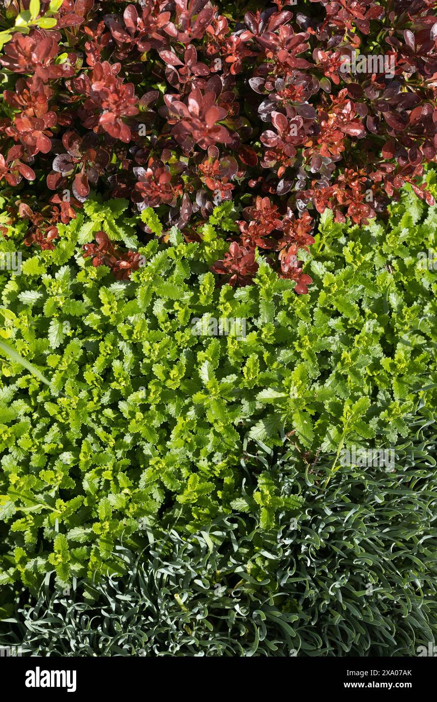 Un mix di mirtillo giapponese, germander da parete, aglio tedesco e bosso coreano in un giardino. Foto Stock