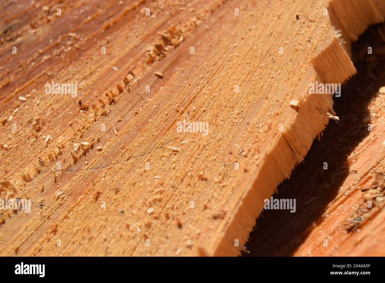 Foto macro di un verme che strizza attraverso un pezzo di legno Foto Stock