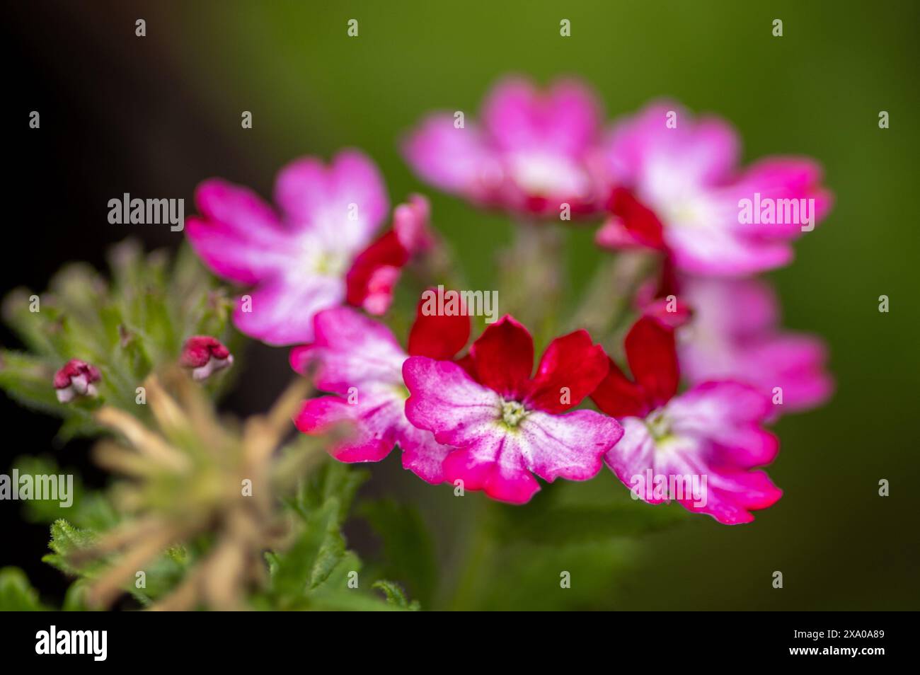 Piccoli fiori rossi con centri rosa Foto Stock