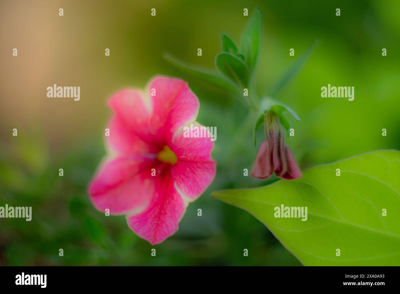 Un fiore selvatico in fiore nel suo ambiente naturale Foto Stock