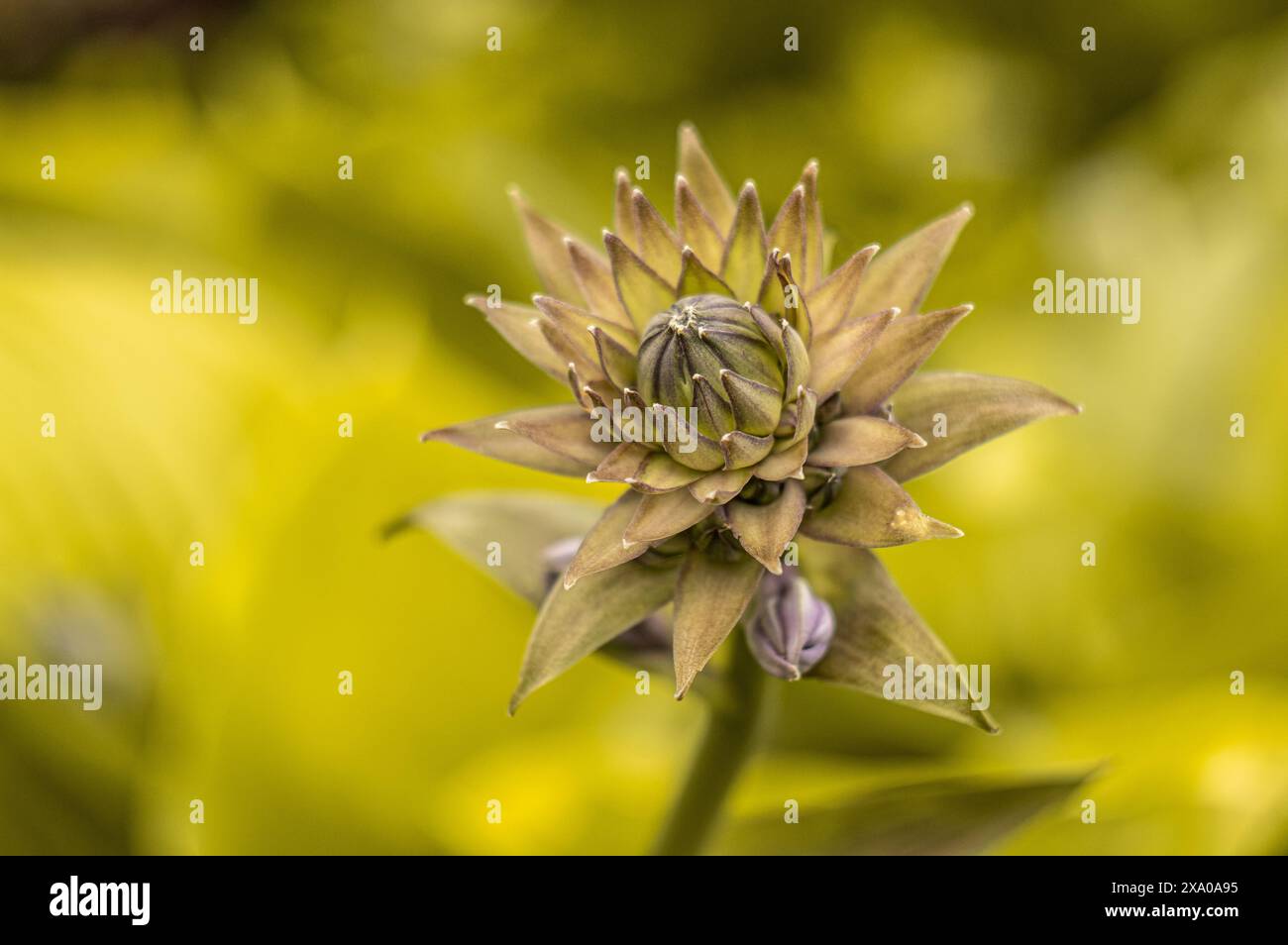 Una piccola pianta che germoglia su un lussureggiante fogliame verde Foto Stock