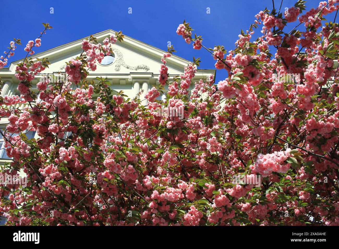 Il rosa fiorisce su un albero con finiture bianche di fronte a una casa Foto Stock