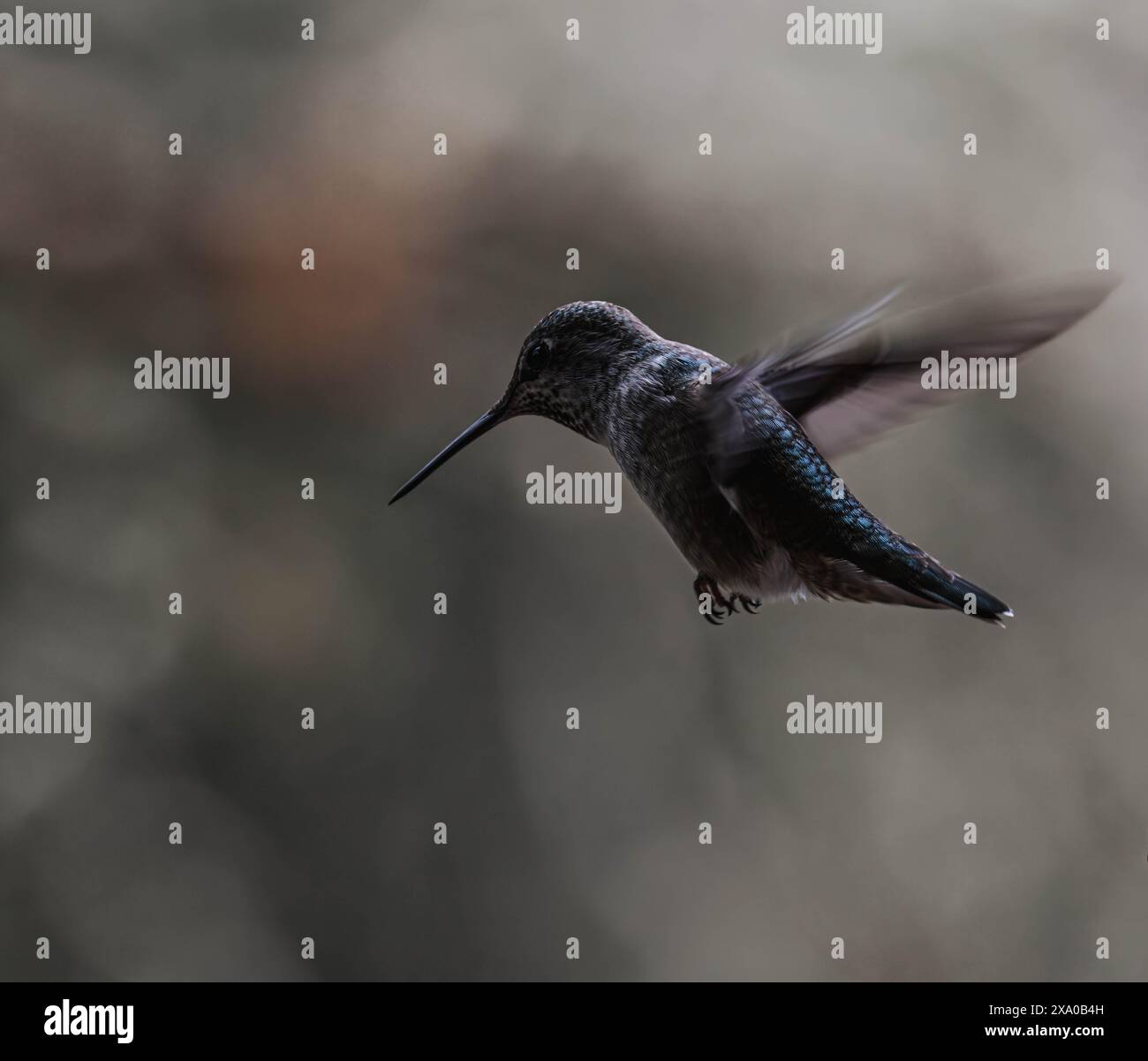 Un colibrì vola con le ali allungate in volo Foto Stock