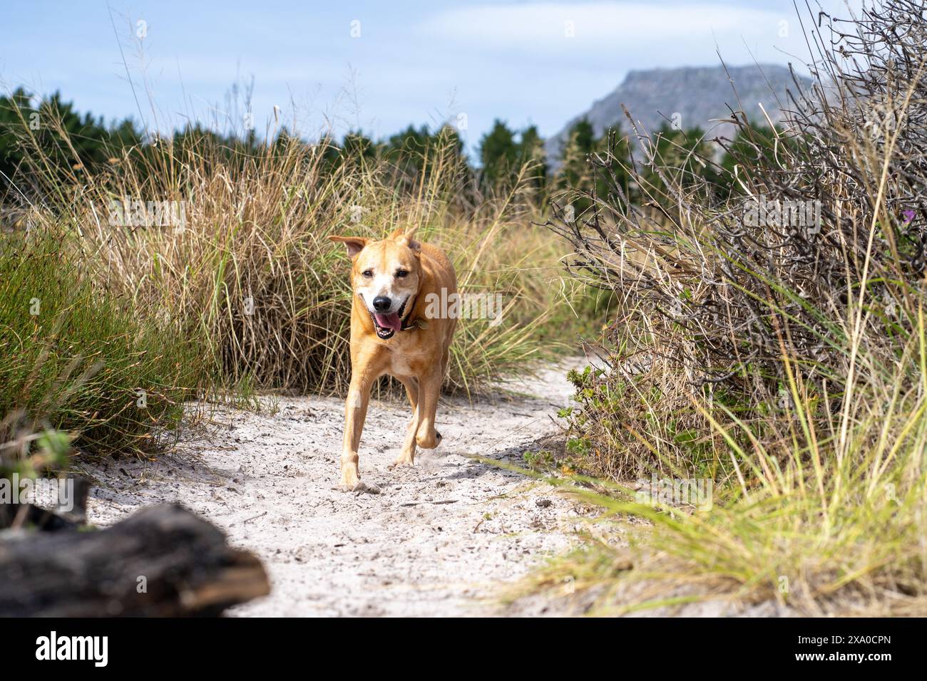 Un cane giallo che passeggia su un sentiero con cespugli sullo sfondo Foto Stock