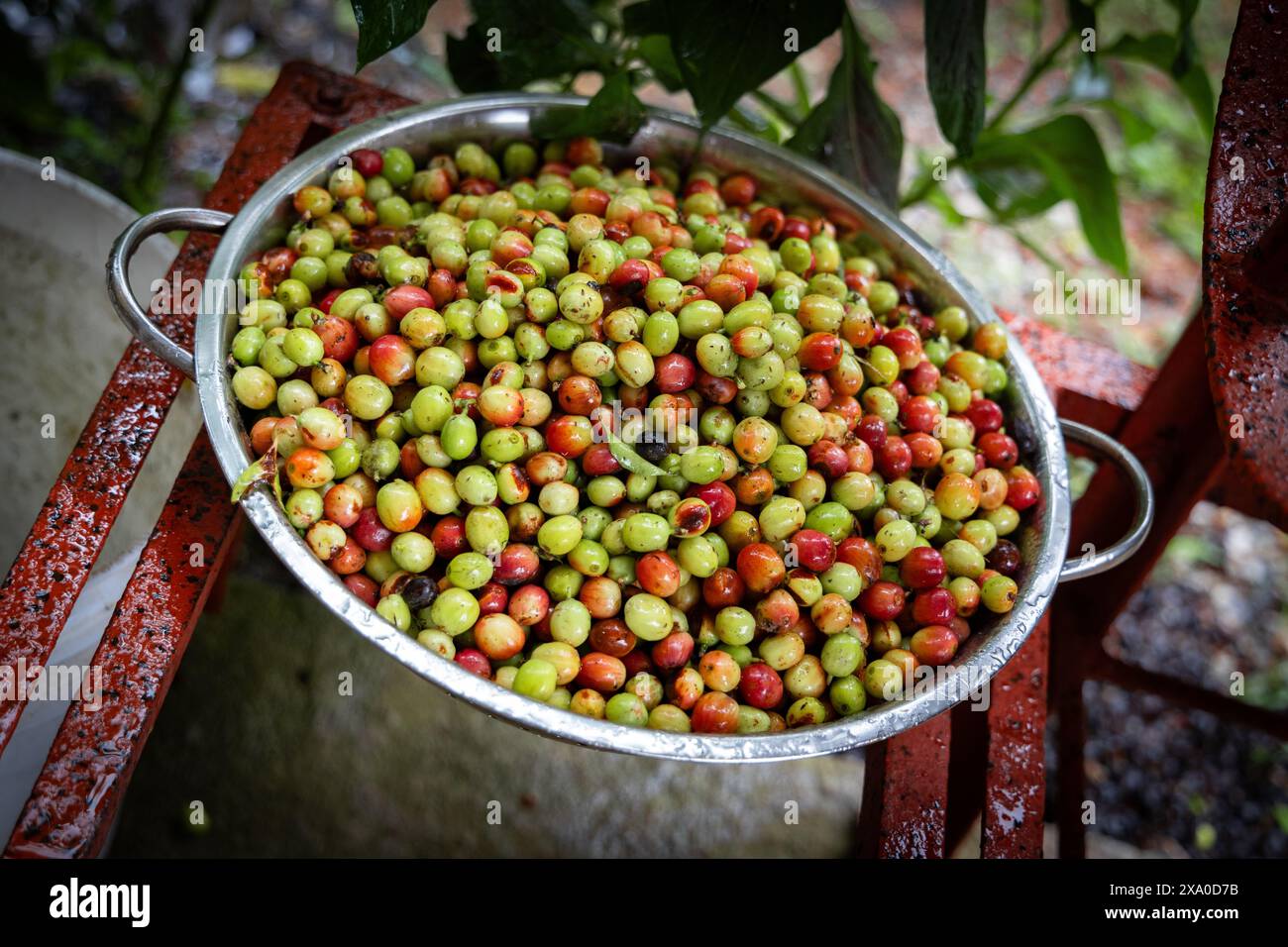 I chicchi di caffè rosso e verde in una ciotola di metallo vintage su guide di ferro rosse intemprate. Foto Stock