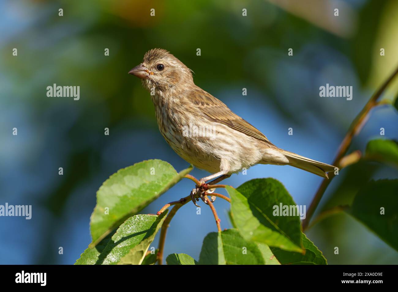 Un finch viola arroccato su un ramo di albero accanto al fogliame. Foto Stock
