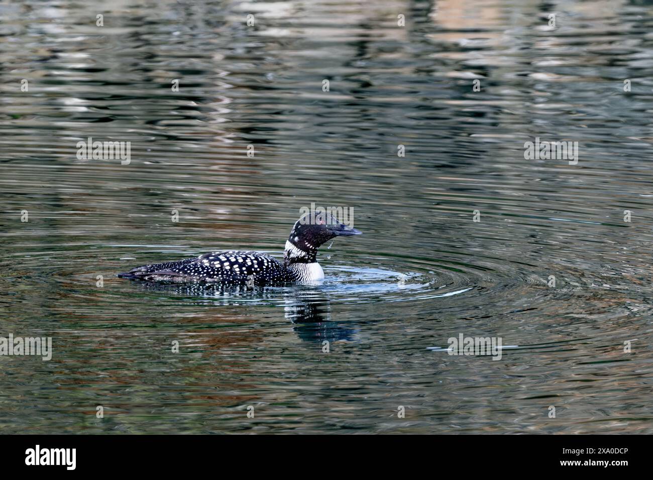 Un leone comune che scivola su un lago a Blaine, Washington, Stati Uniti. Foto Stock