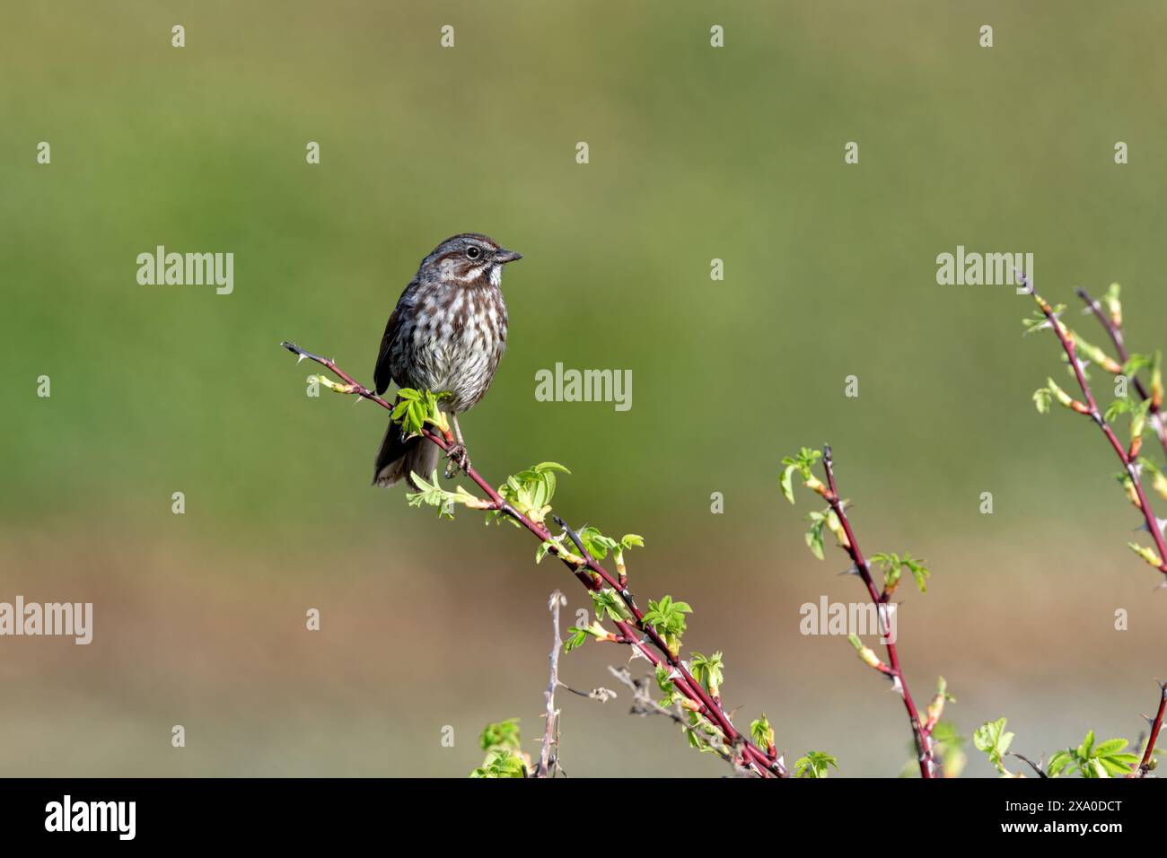Una casa finch appollaiata su una filiale a Blaine, Washington, USA. Foto Stock