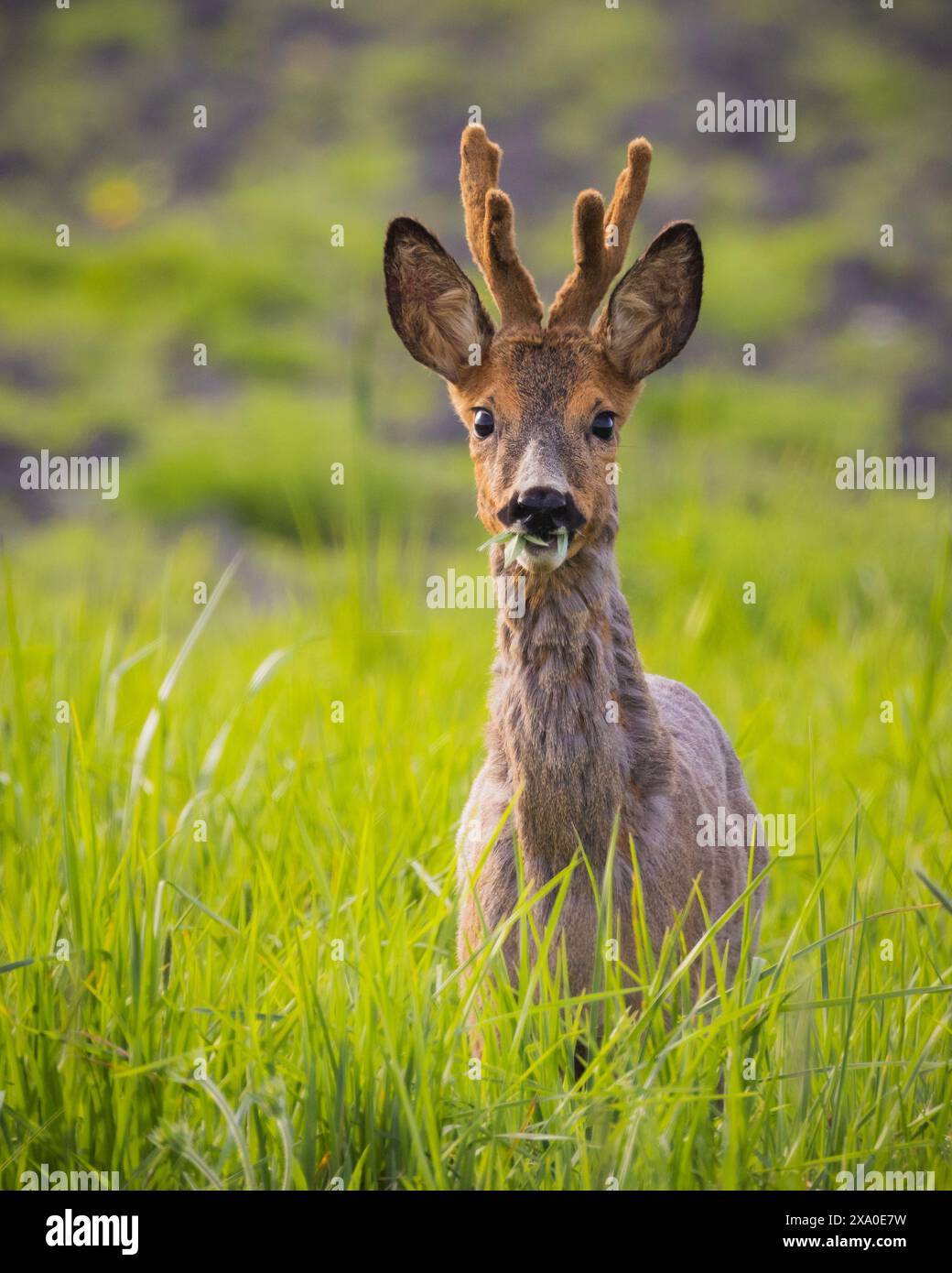 Un cervo in erba con gli occhi chiusi e le orecchie in allerta Foto Stock
