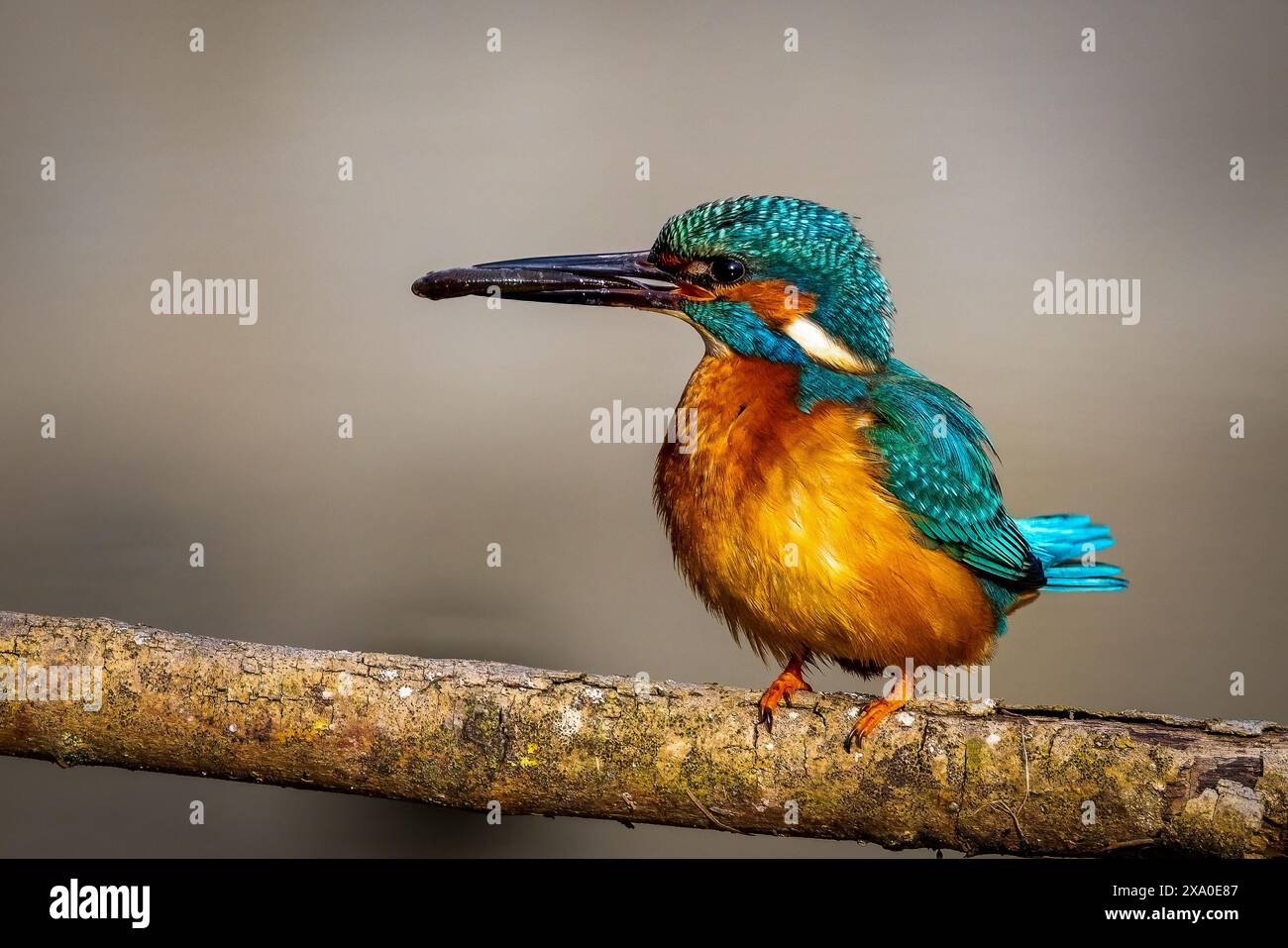 Un piccolo uccello appollaiato sul ramo, becco nero Foto Stock
