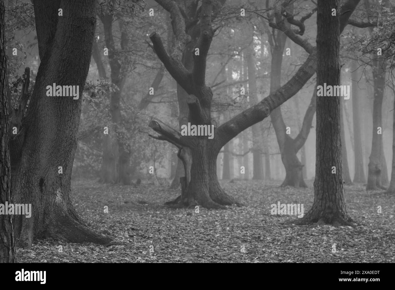 Un terreno boschivo coperto di foglie cadute vicino agli alberi Foto Stock