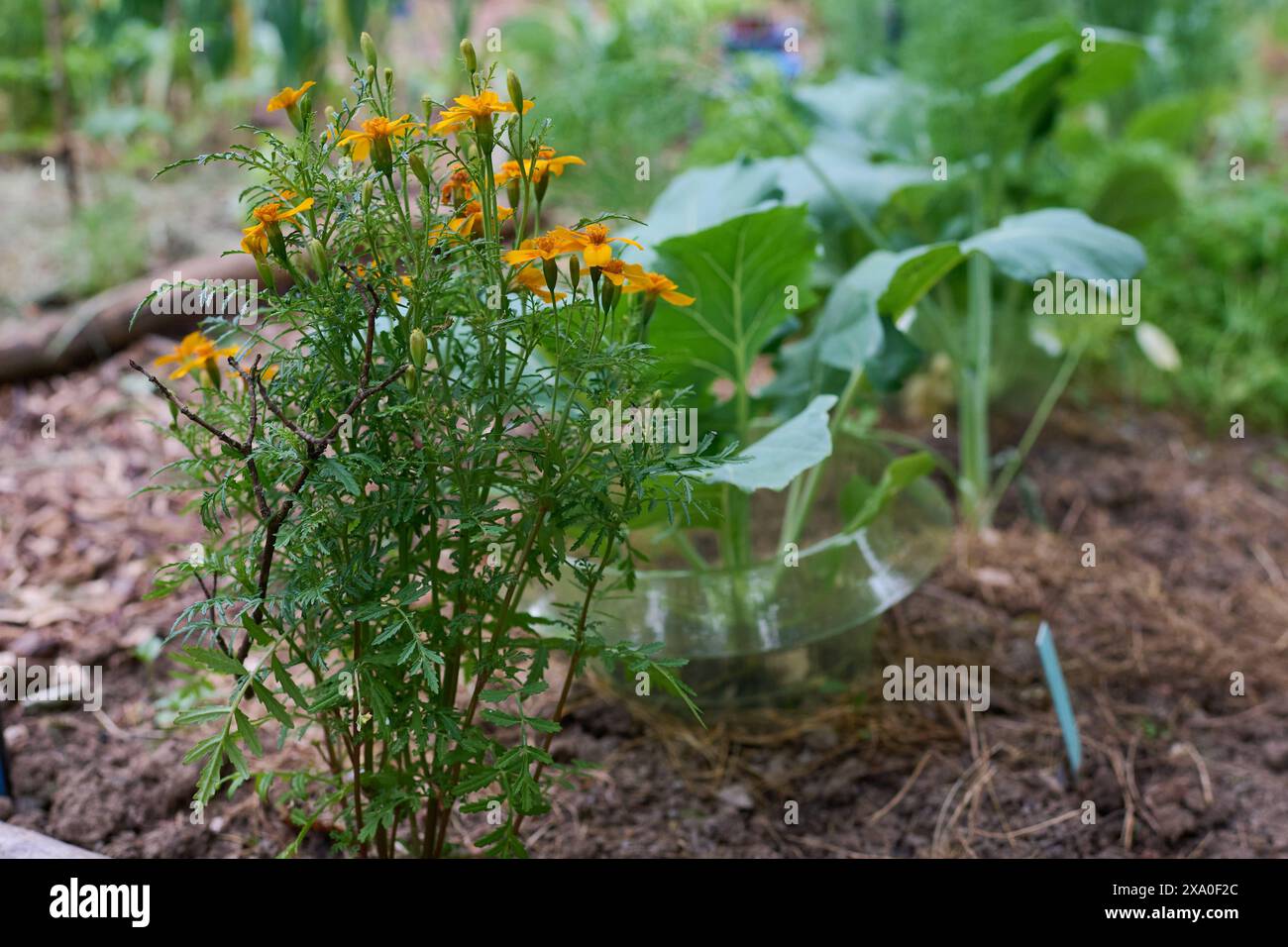 Garten Gemuesebeet Mischkultur Gemueseanbau im eigenen Garten. Ein Mischkulturbeet mit bluehender Tagetes. Die verschiedenen Pflanzen unterstuetzen sich beim Wuchs gegenseitig und schuetzen sich unter anderem vor Schaedlingen. 18.5.2024 *** letto vegetale da giardino coltivazione mista ortaggi coltivati nel proprio orto Un letto di coltivazione mista con calendule fiorite le diverse piante si sostengono a vicenda la crescita e si proteggono a vicenda dai parassiti, tra l'altro 18 5 2024 Foto Stock