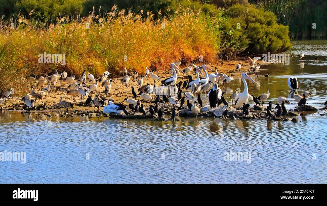 I pellicani a Greenfield Wetlands, Australia meridionale Foto Stock