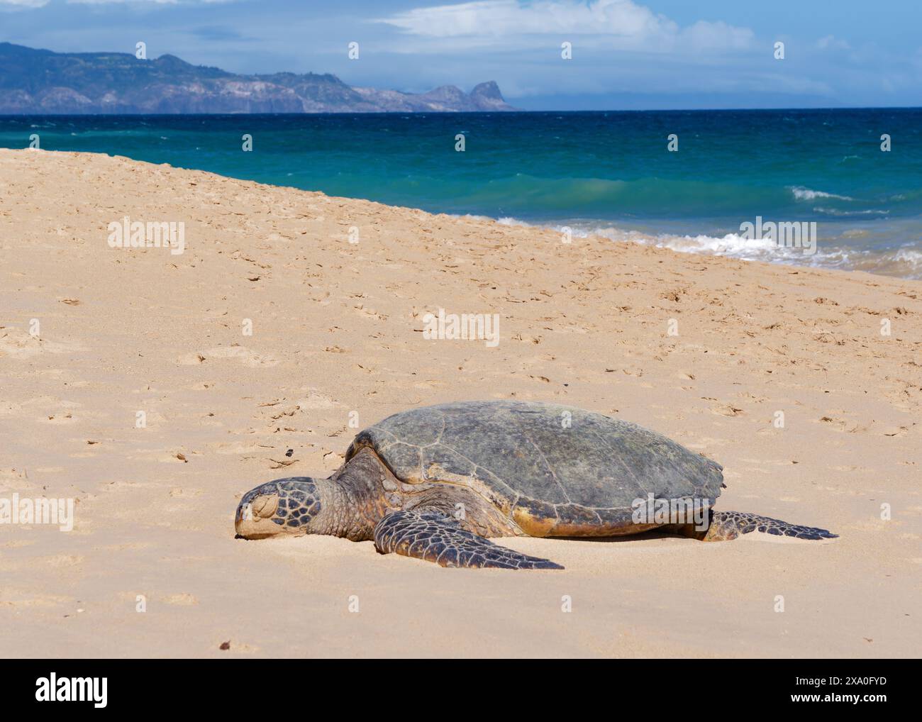 Una tartaruga marina verde (Chelonia mydas) su una spiaggia nel Parco della spiaggia di ho'okipa, isola di Maui, Hawaii, Stati Uniti. Foto Stock