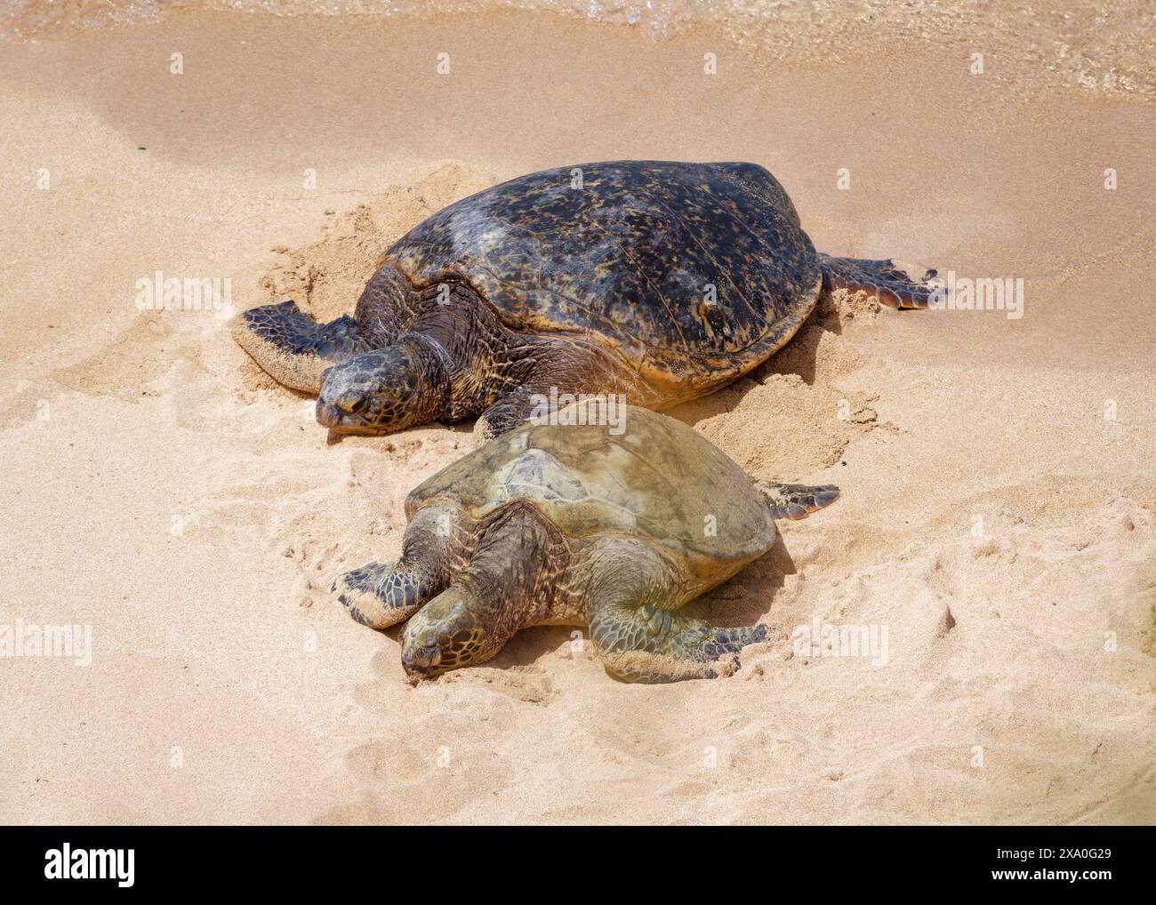 Le tartarughe verdi di mare (Chelonia mydas) su una spiaggia nel Parco di ho'okipa Beach, isola di Maui, Hawaii, Stati Uniti. Foto Stock