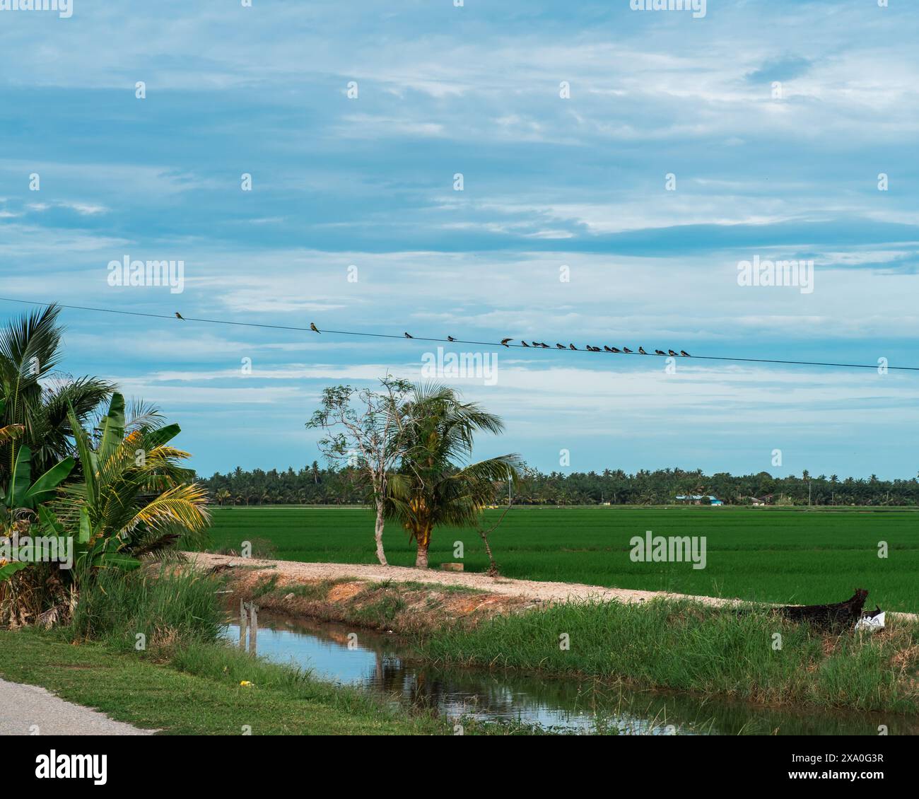 Risaie verdi con uccelli appoggiati sul filo elettrico. Foto Stock