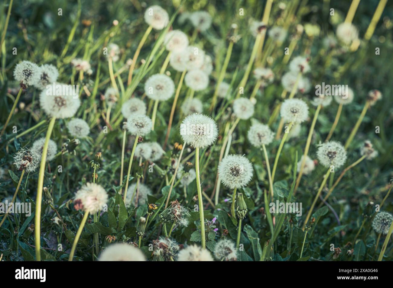 Un campo pieno di leoni che soffiano nel vento Foto Stock