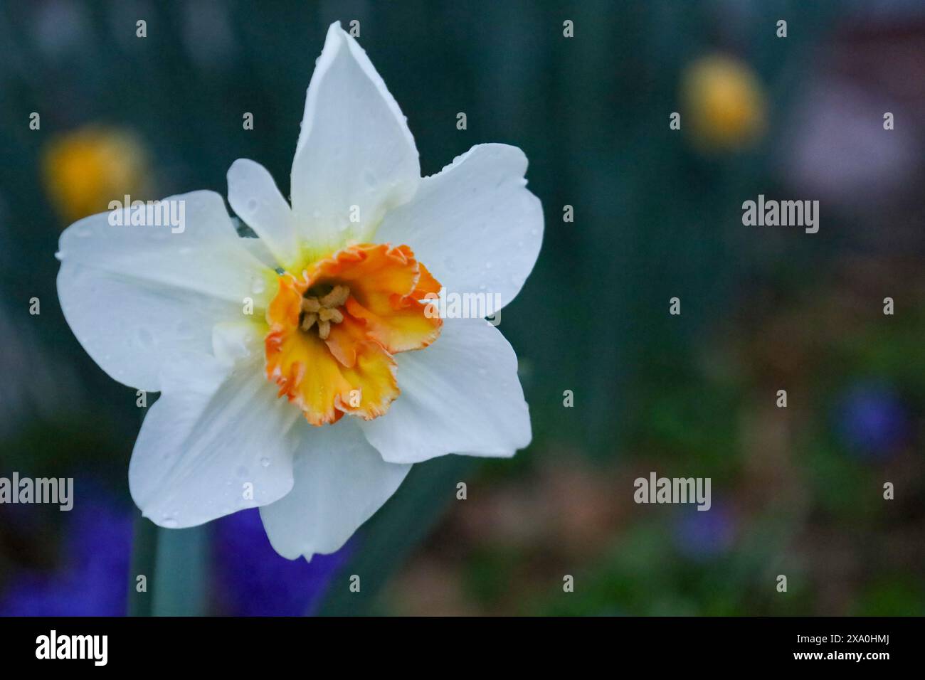 Fiori bianchi con centro arancio e punte gialle Foto Stock