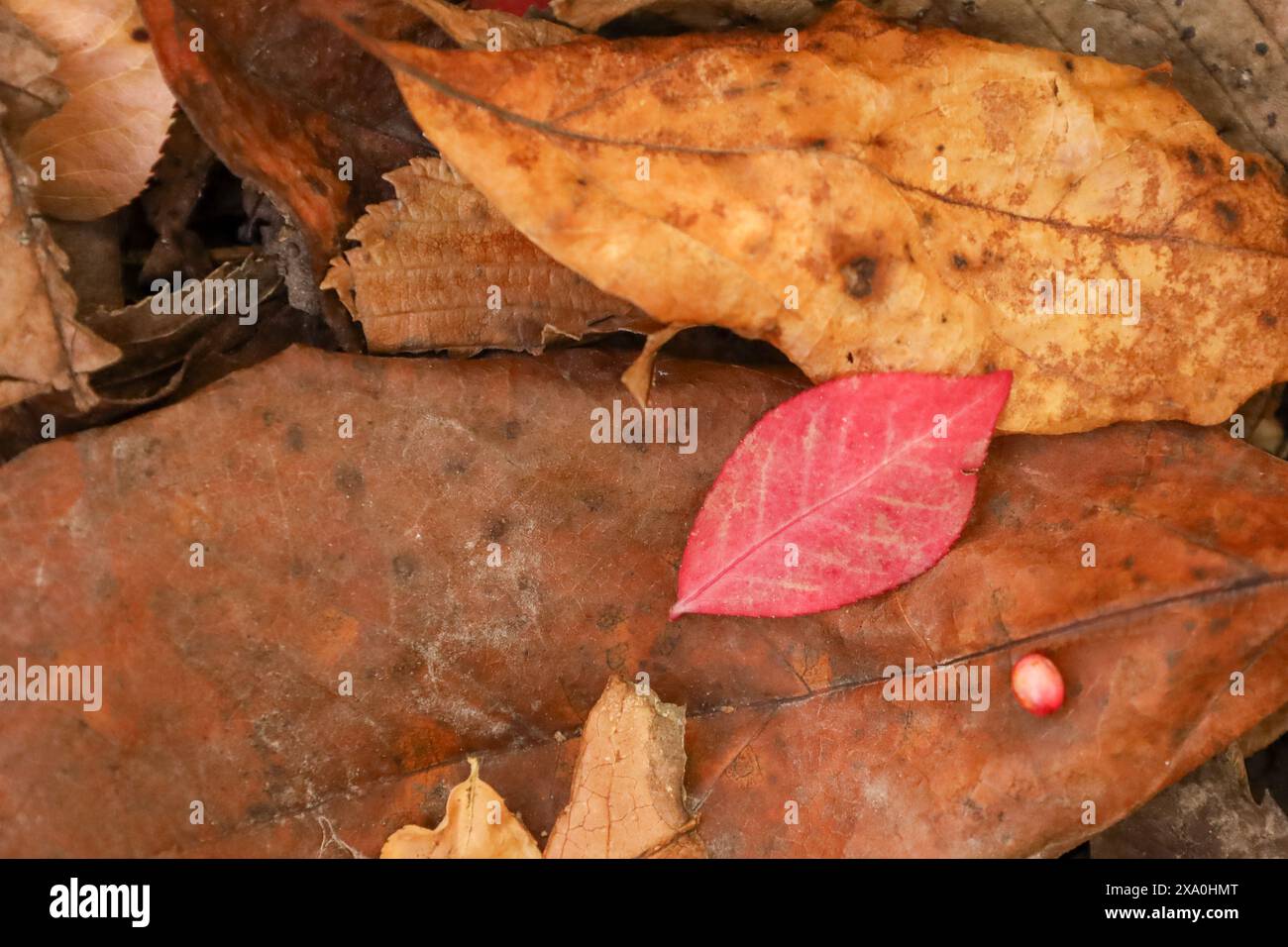 Due foglie cadute con palla rosa a terra Foto Stock