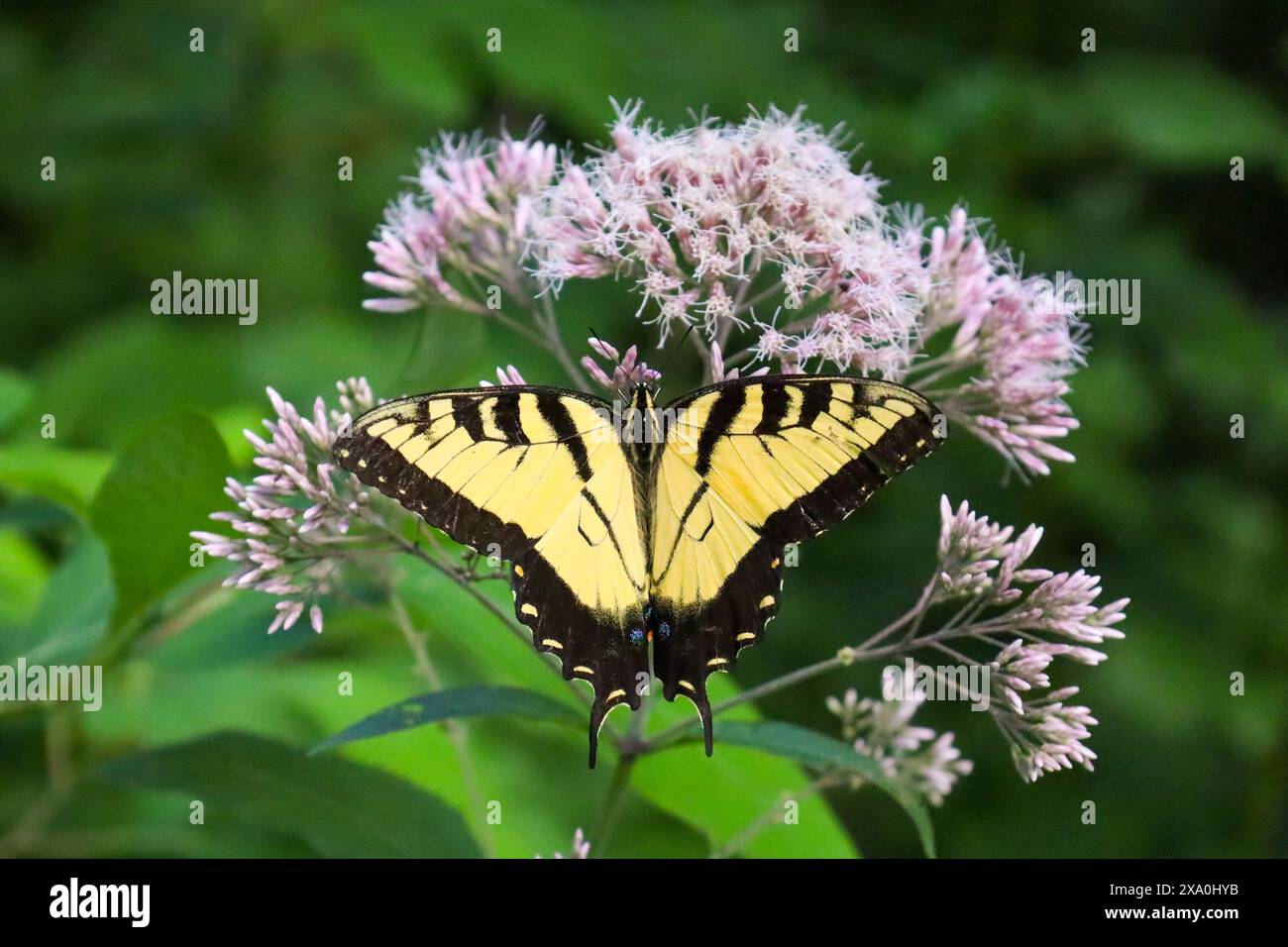 Farfalla che riposa su fiori e foglie alla luce del pomeriggio Foto Stock
