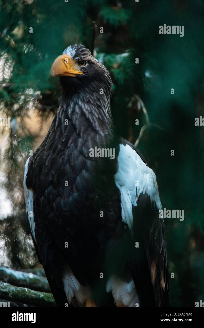 Un uccello arroccato su un ramo di legno nella foresta Foto Stock