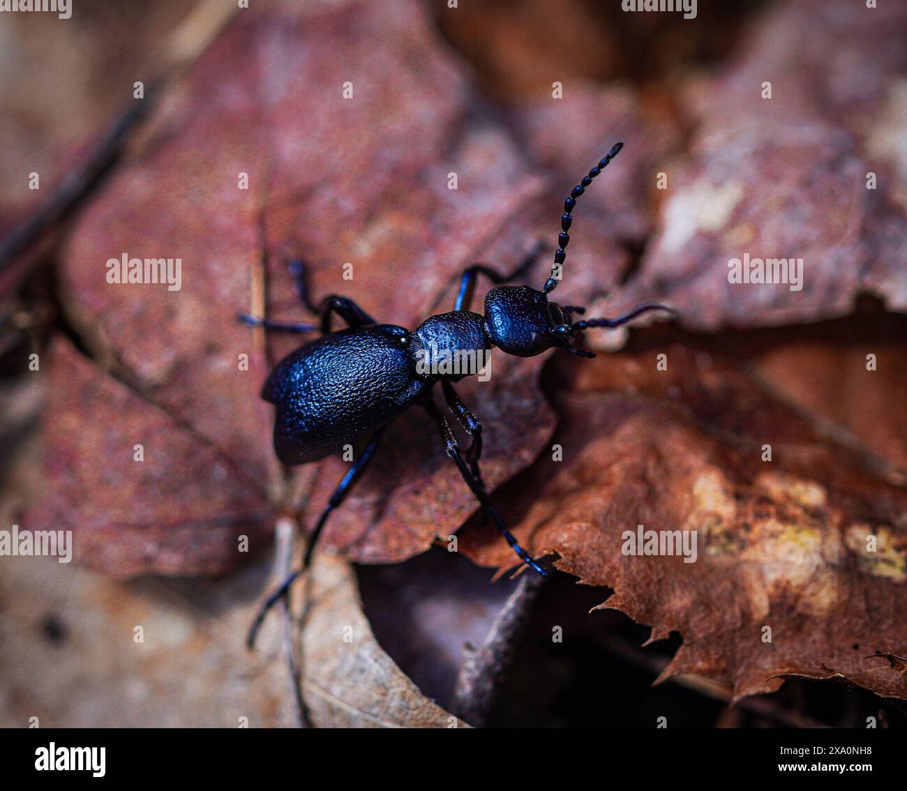 Primo piano di un blister o di uno scarabeo da olio sul fondo della foresta Foto Stock