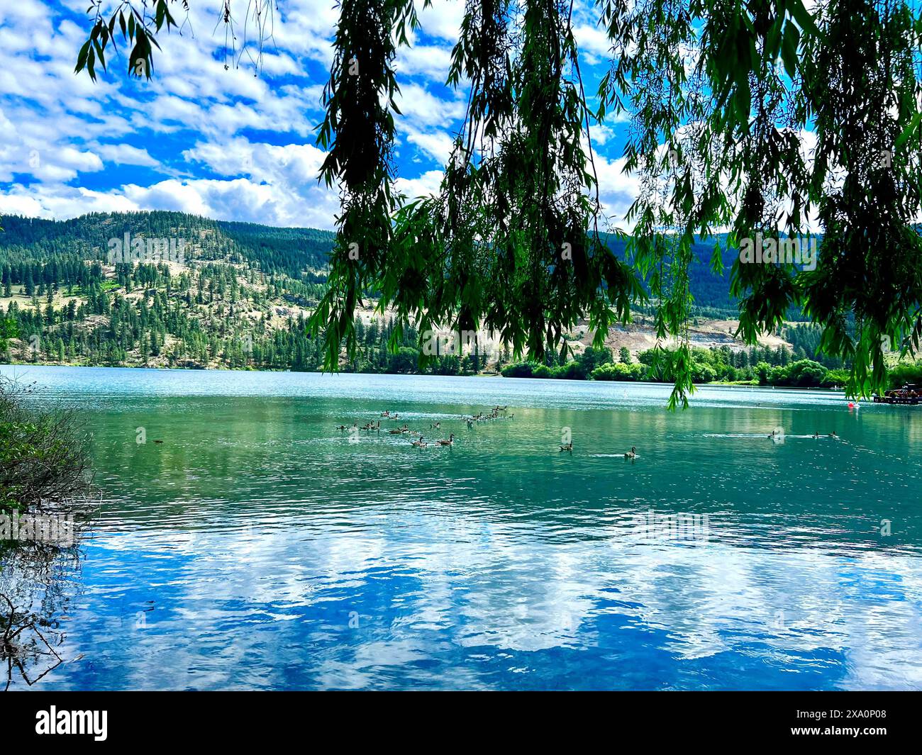 Una vista panoramica di alberi, nuvole, cielo ed erba vicino all'acqua Foto Stock
