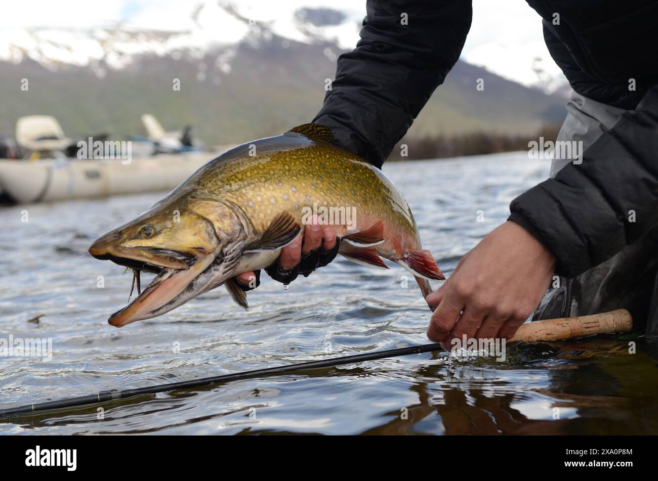Uno shot ravvicinato di un pescatore che tiene una trota di ruscello sull'acqua Foto Stock