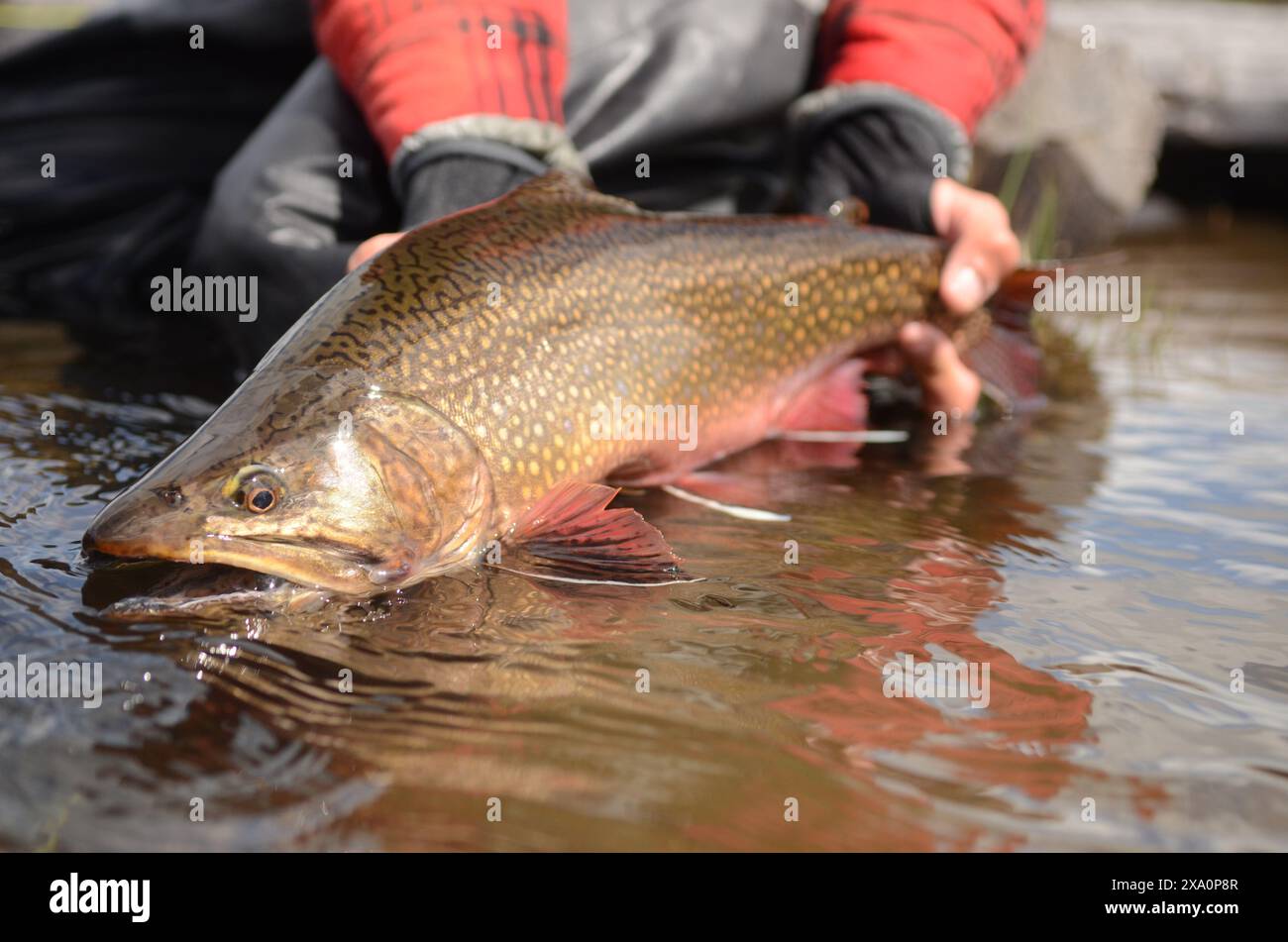 Uno shot ravvicinato di un pescatore che tiene una trota di ruscello sull'acqua Foto Stock