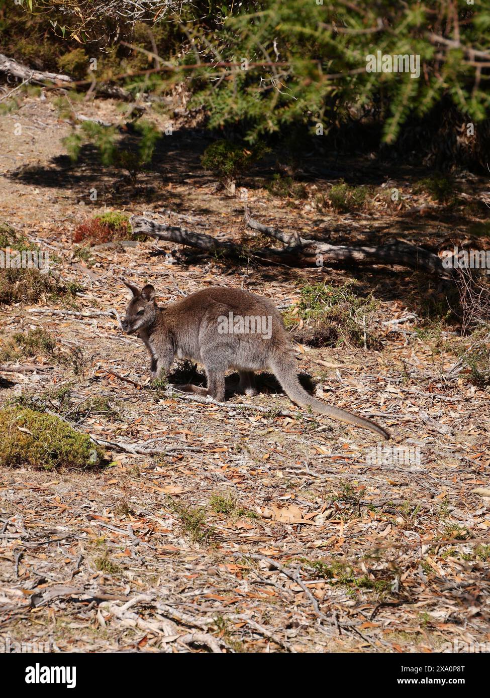 Un Wallaby in habitat naturale Foto Stock
