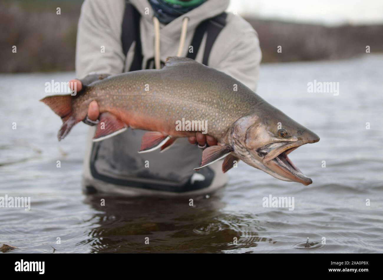 Uno shot ravvicinato di un pescatore che tiene una trota di ruscello sull'acqua Foto Stock