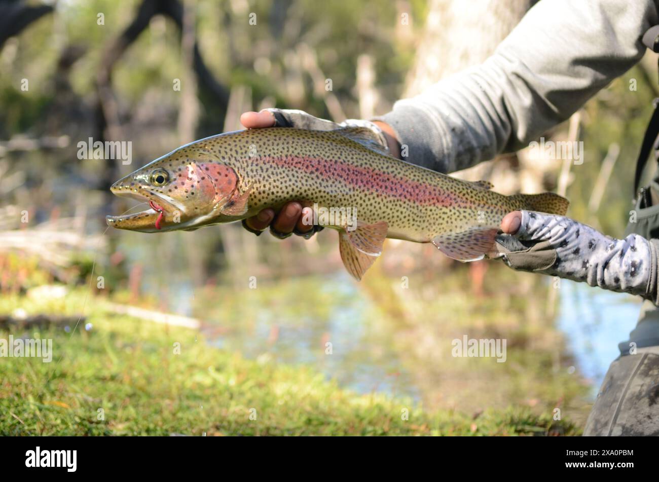 Uno shot ravvicinato di un pescatore che tiene in mano un pesce di trota arcobaleno sull'acqua Foto Stock