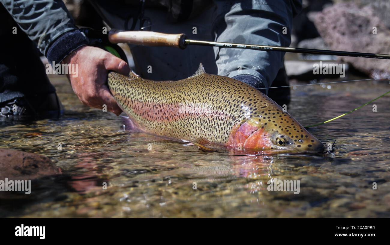 Uno shot ravvicinato di un pescatore che tiene in mano un pesce di trota arcobaleno sull'acqua Foto Stock