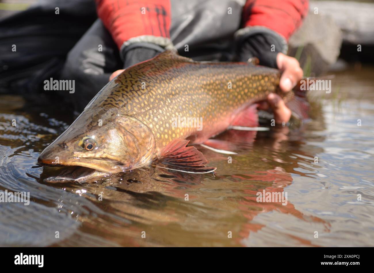 Uno shot ravvicinato di un pescatore che tiene una trota di ruscello sull'acqua Foto Stock