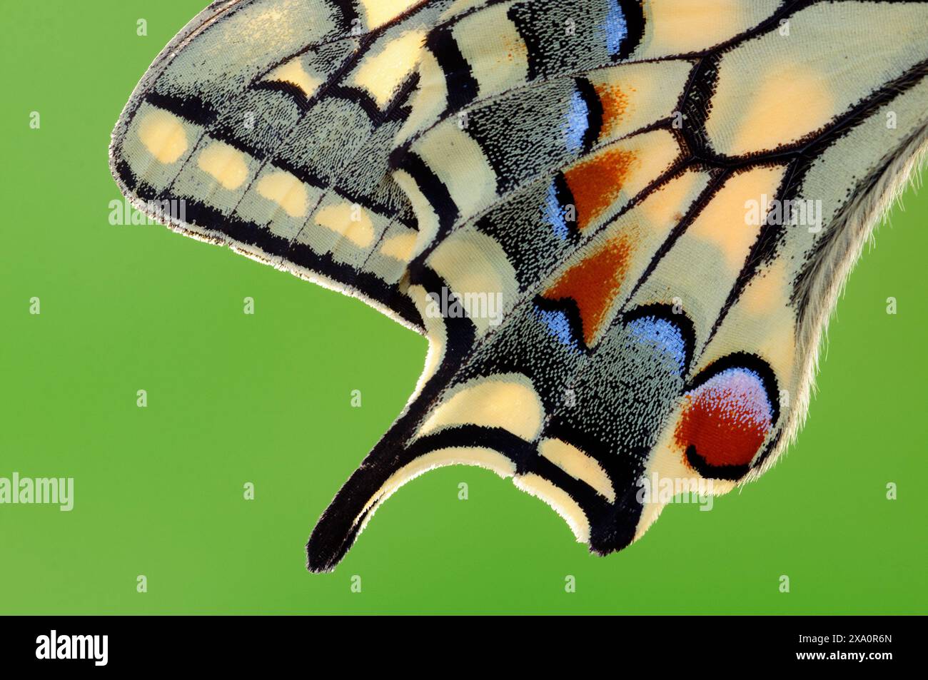 Italia, Lombardia, campagna della Provincia di Cremona, coda di rondine del Vecchio mondo , Papilio Machaon, particolare Swing Foto Stock