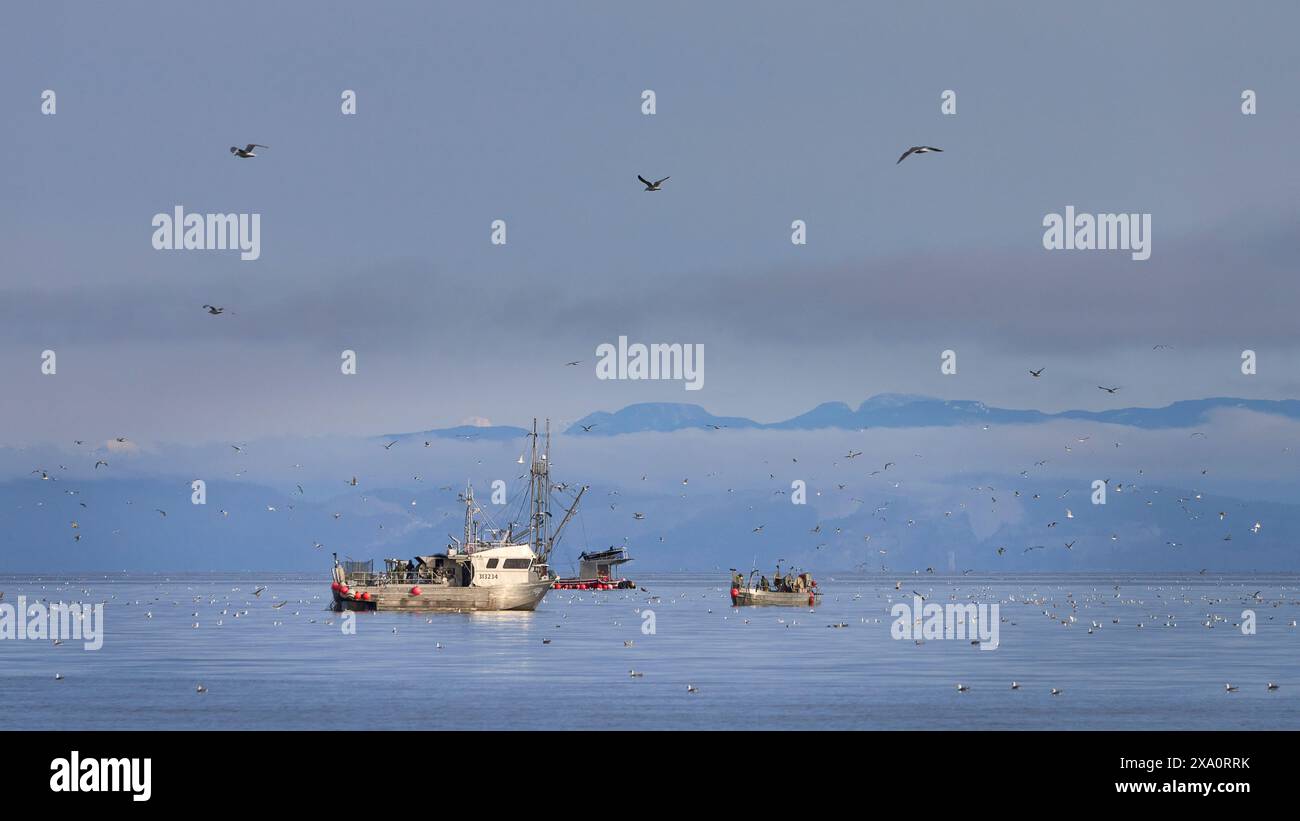 Pesca di aringhe di mattina presto sull'acqua dell'oceano, grandi e piccole imbarcazioni circondate da molti uccelli marini. Foto Stock