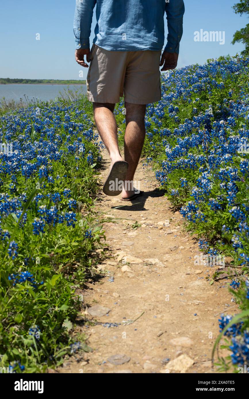 Un uomo che passeggia attraverso un campo di bluebonnet Foto Stock