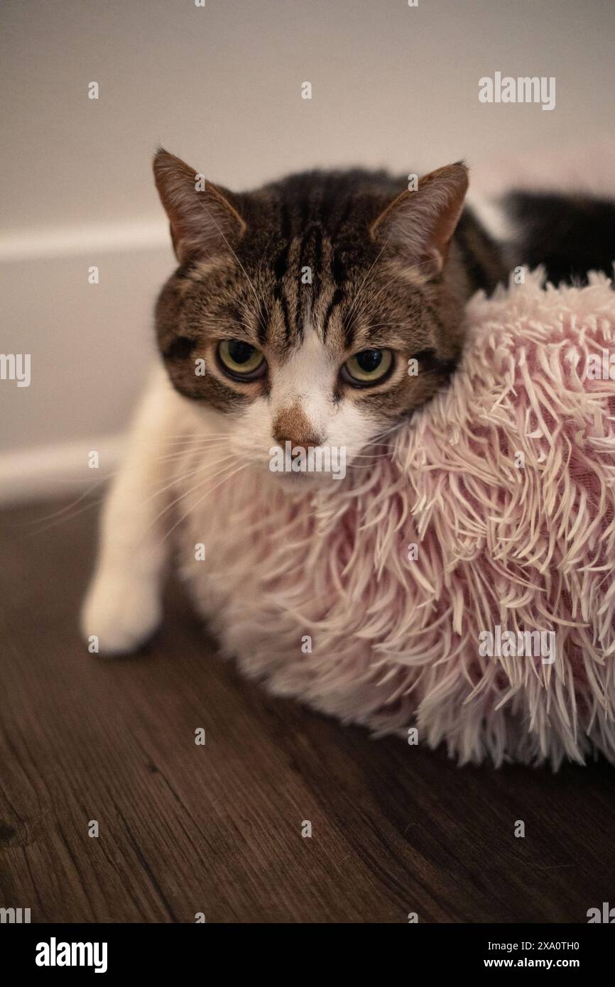 Un gatto siede accanto a un peluche rosa su un pavimento di legno Foto Stock