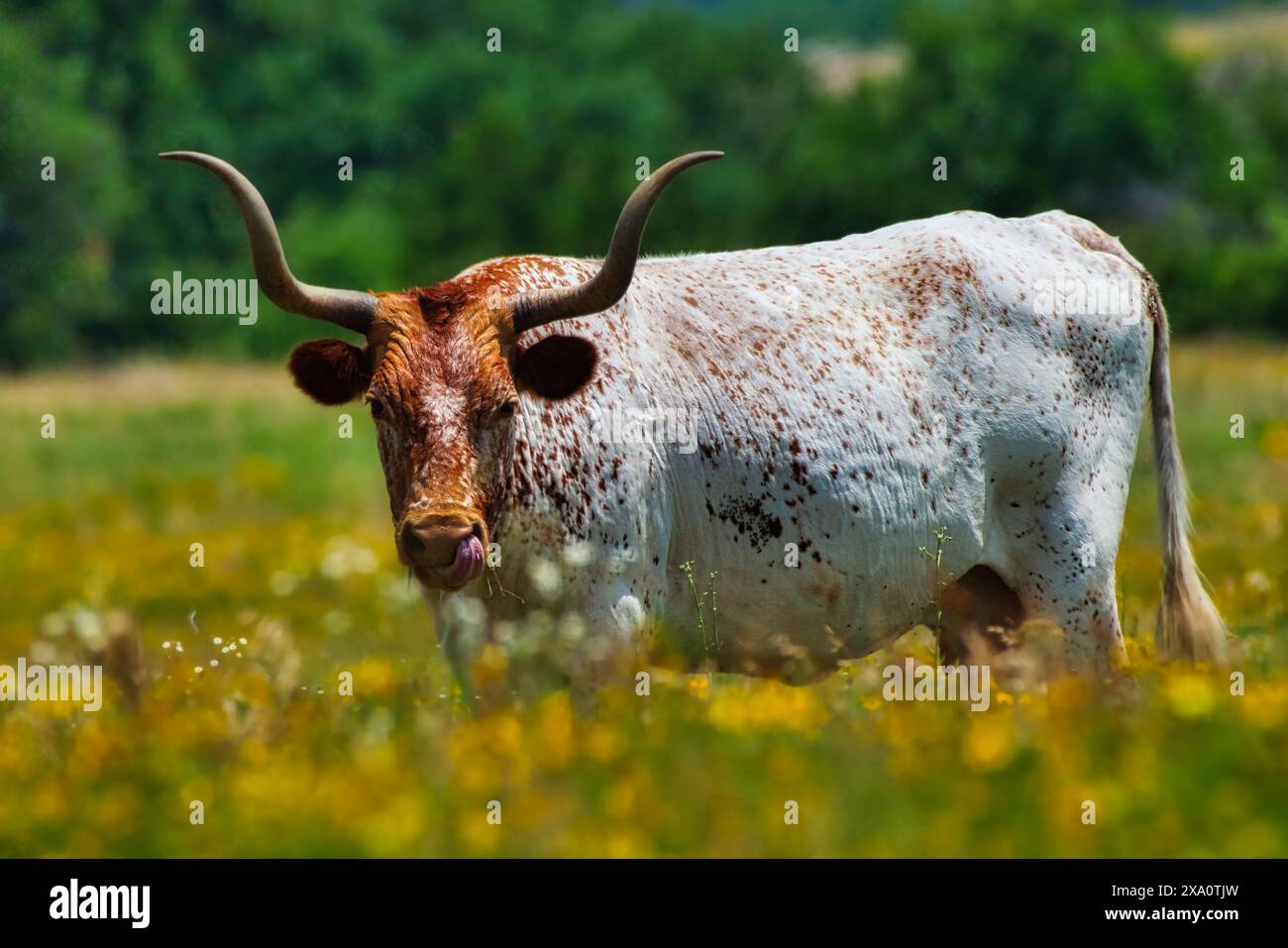 Una mucca lunga in un campo di fiori Foto Stock