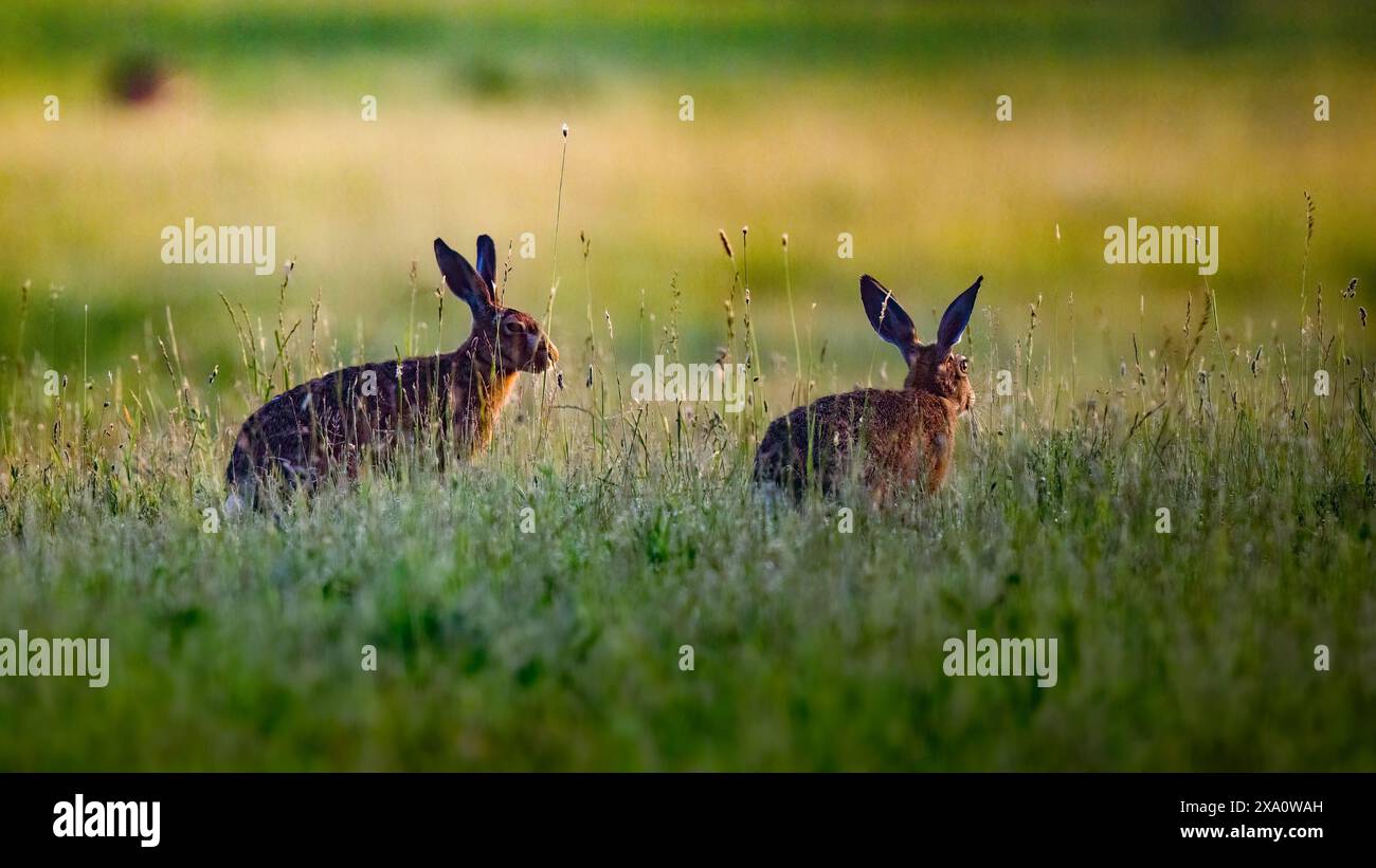 Due conigli in erba alta sul campo Foto Stock