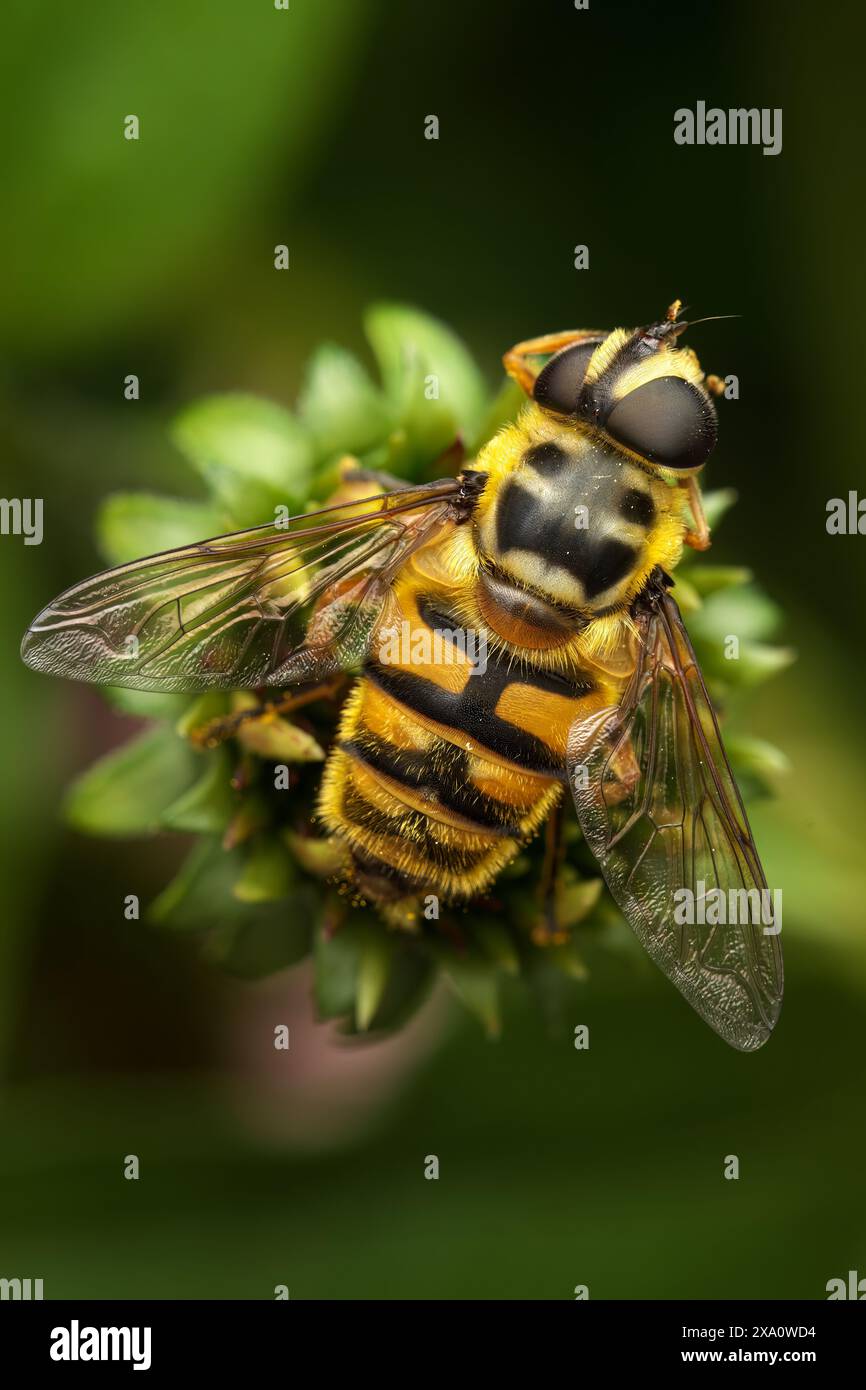 Ape con gambe piene di polline sulla pianta Foto Stock