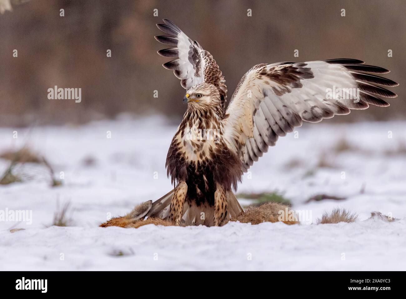 Un primo piano di un Buzzard dalle zampe ruvide nella Polonia innevata Foto Stock