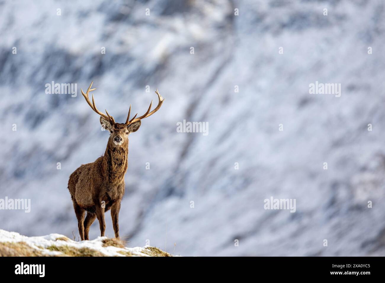 Un cervo rosso nel paesaggio innevato scozzese di Cairngorms Foto Stock
