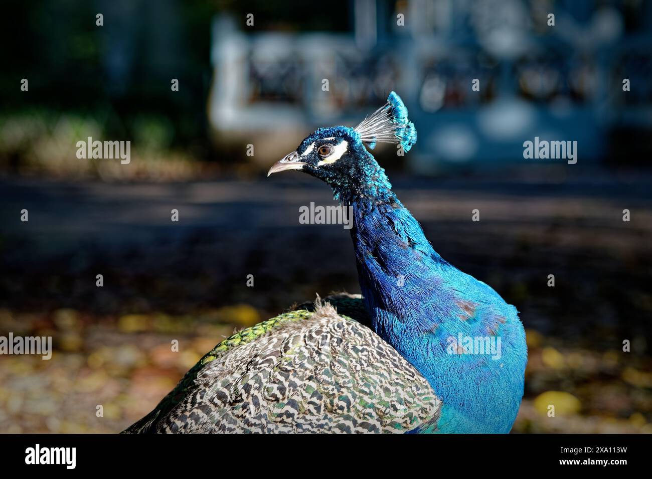 Un vibrante pavone che guarda lontano Foto Stock