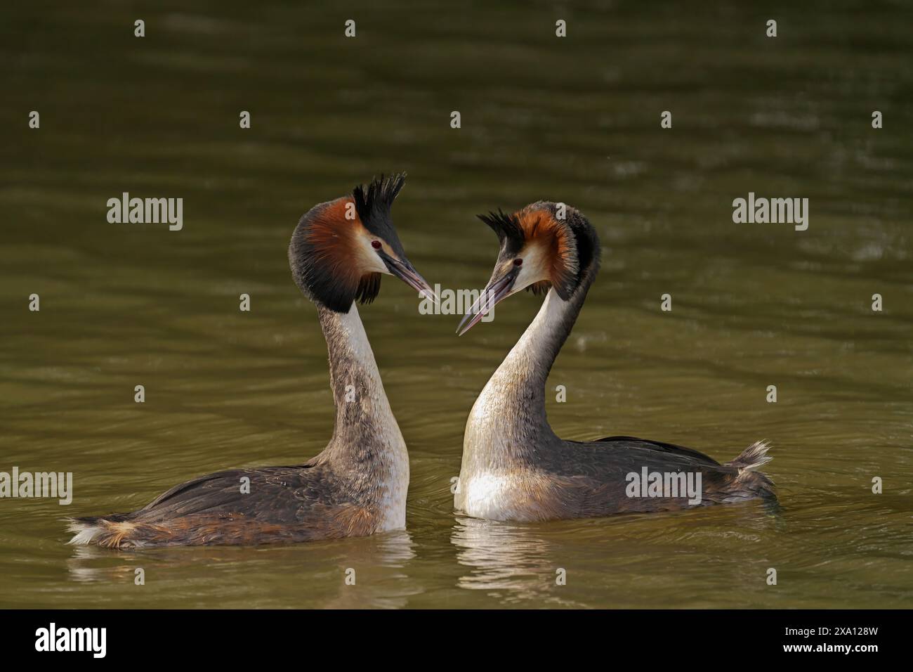 Un paio di Great Crested Grebes che nuotano in un lago. Foto Stock