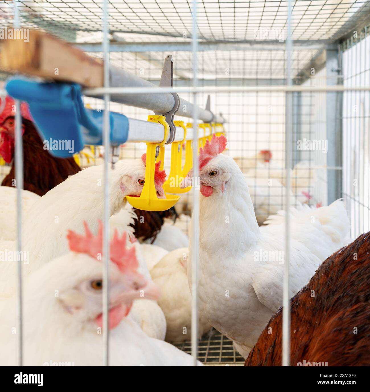 DeKalb galline bianche nel sistema di gabbie delle uova ovaiole. Foto Stock