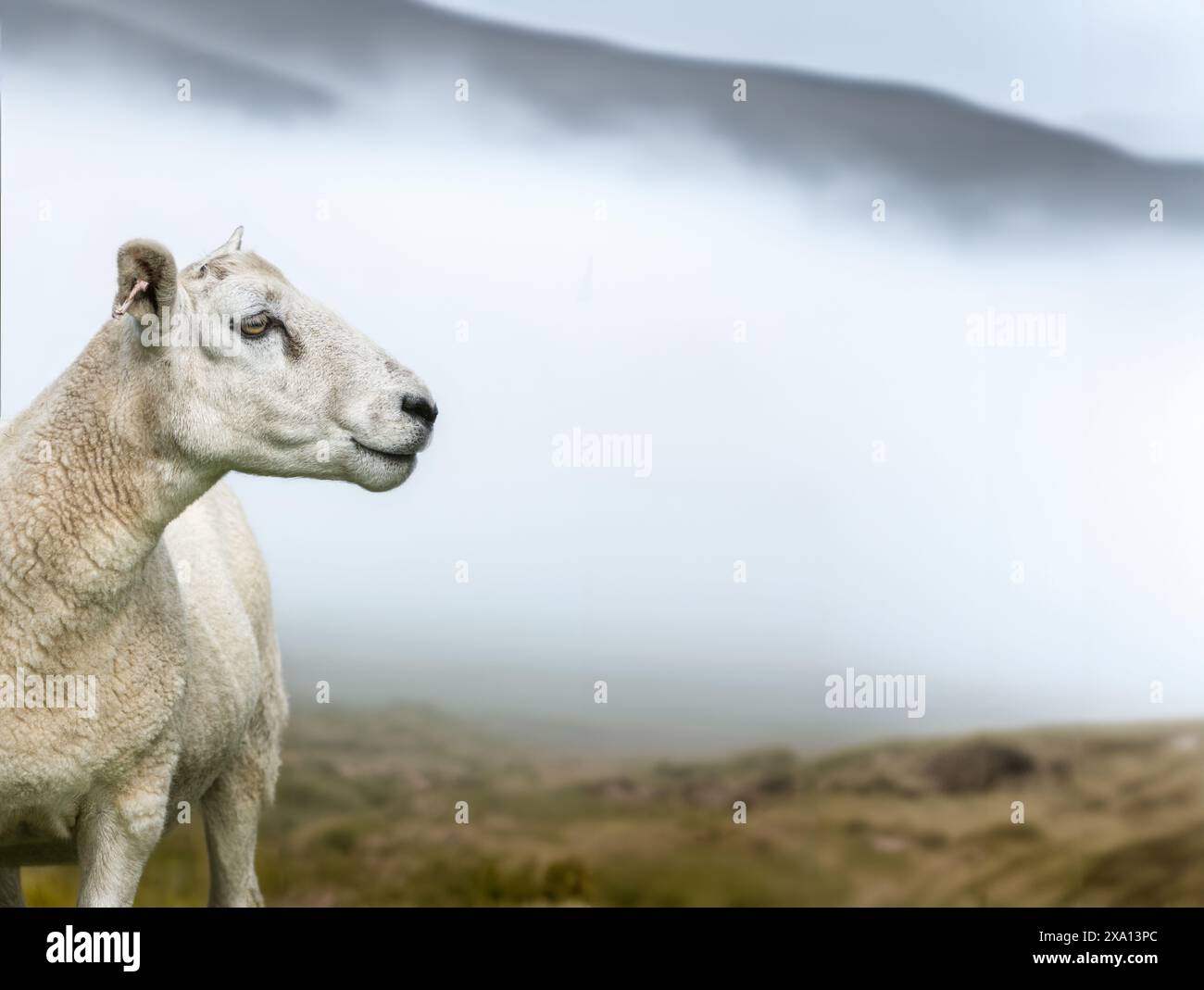Pecore o RAM in Una mattina nebbiosa nelle Highlands scozzesi Foto Stock