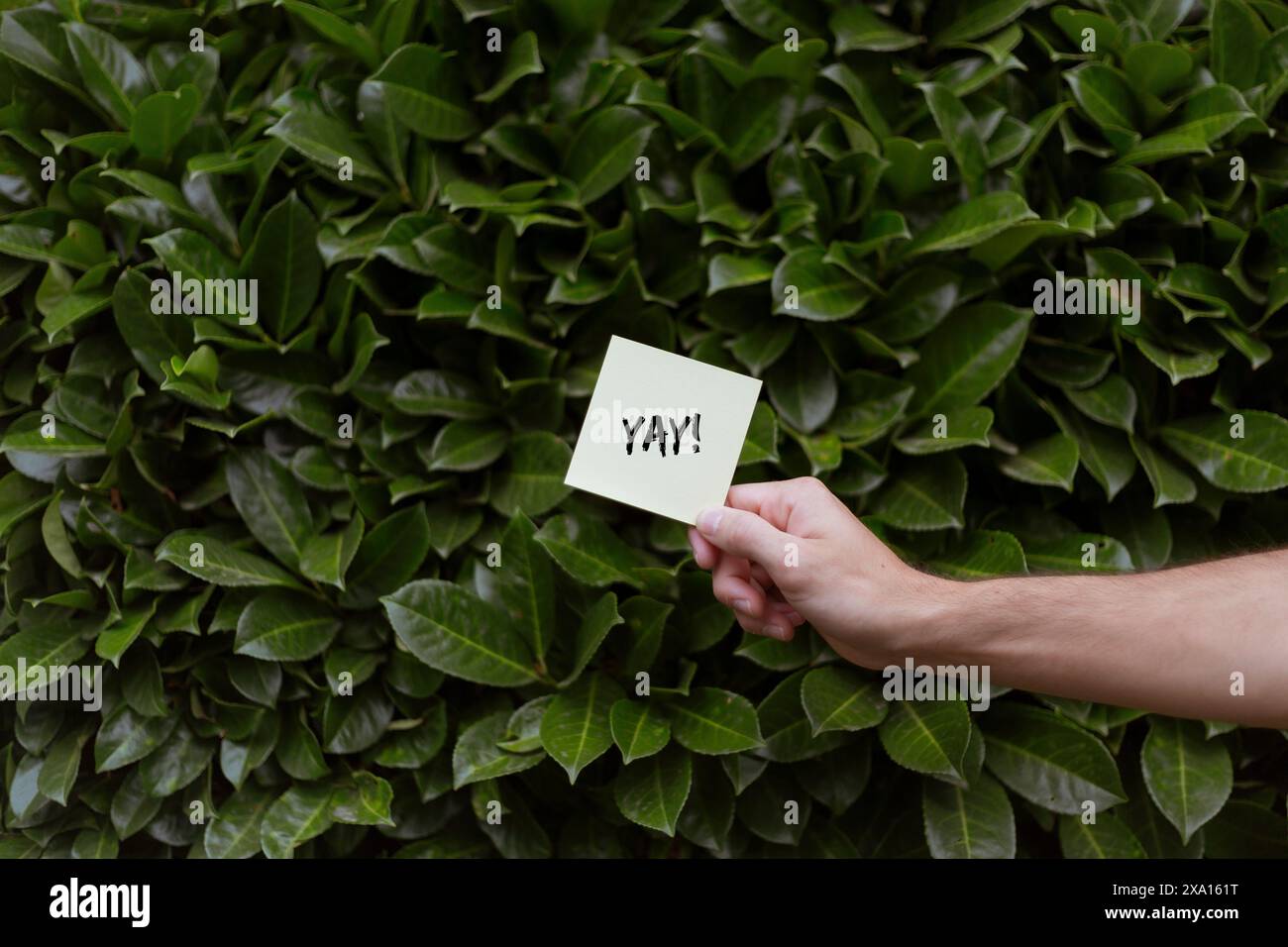 Una persona con un biglietto bianco con un YAY! Stampa con allori verdi Bay Foto Stock