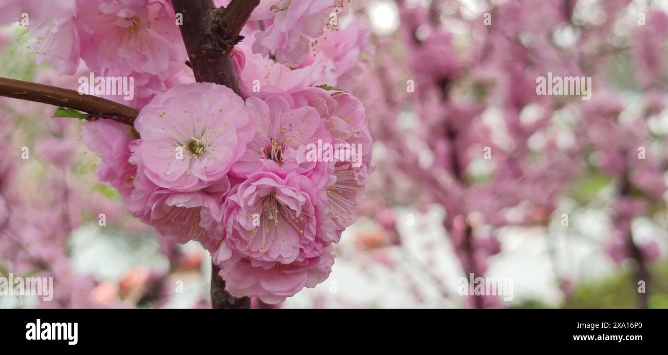 Cherry Blossoms Spring Day Sky Landscape Plants Foto Stock